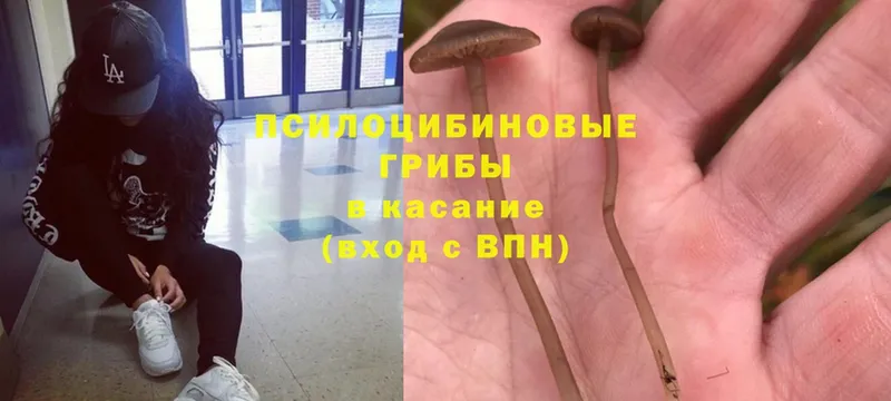 блэк спрут сайт  Валдай  Псилоцибиновые грибы Psilocybine cubensis 